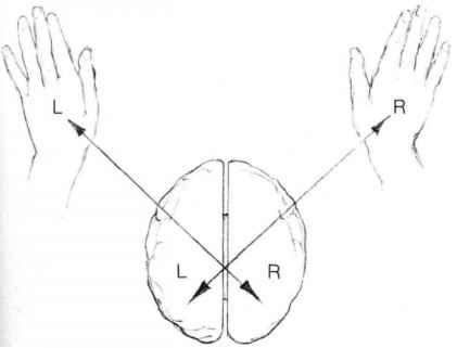 1887_28_36-right-hand-left-hemisphere